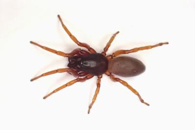 <i>Dysdera erythrina</i>