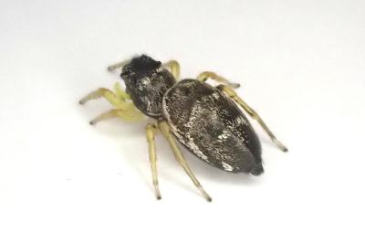 <i>Heliophanus cupreus</i>