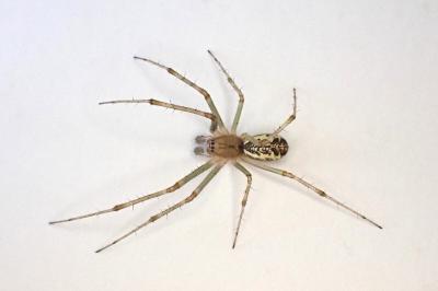 <i>Linyphia triangularis</i>