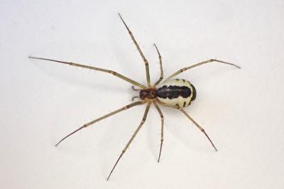 <i>Neriene radiata</i>