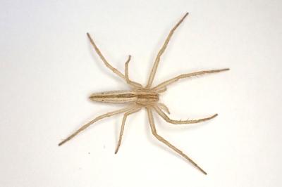 <i>Tibellus oblongus</i>