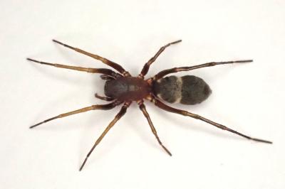 <i>Micaria formicaria</i>