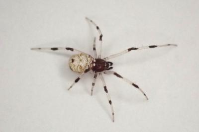 <i>Neottiura suaveolens</i>