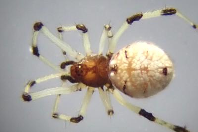 <i>Neottiura suaveolens</i>