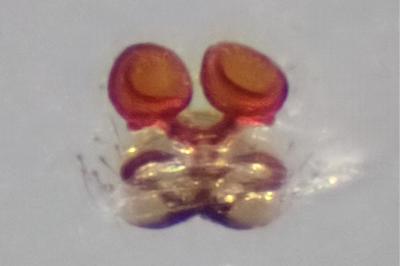 <i>Neottiura suaveolens</i>