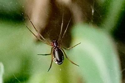 <i>Frontinellina frutetorum</i>