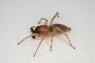 <i>Clubiona brevipes</i>