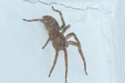 <i>Zoropsis spinimana</i>