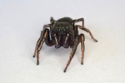 <i>Heliophanus flavipes</i>