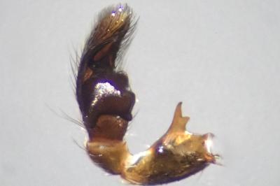 <i>Heliophanus flavipes</i>