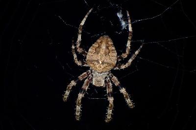 <i>Araneus angulatus</i>