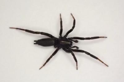 <i>Civizelotes civicus</i>