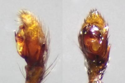 <i>Civizelotes civicus</i>