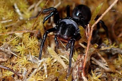 <i>Atypus</i>