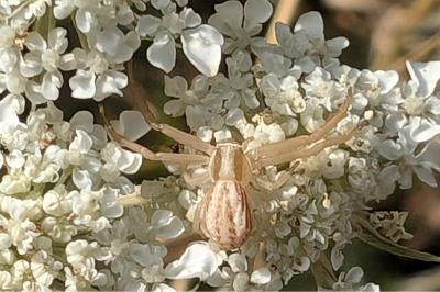 <i>Runcinia grammica</i>