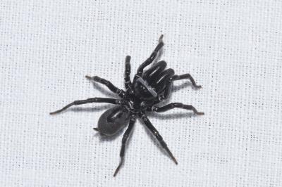 <i>Atypus</i>