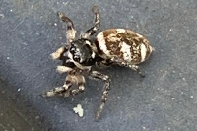 <i>Salticus scenicus</i>