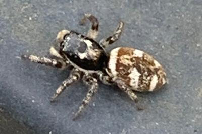 <i>Salticus scenicus</i>