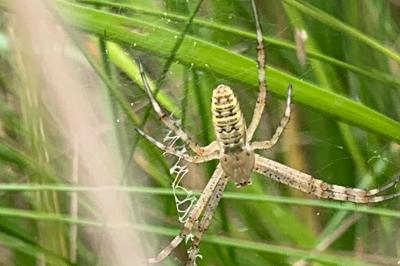 <i>Argiope bruennichi</i>