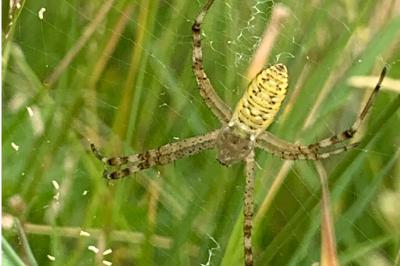 <i>Argiope bruennichi</i>