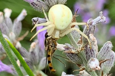 <i>Misumena vatia</i>
