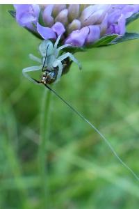 <i>Misumena vatia</i>