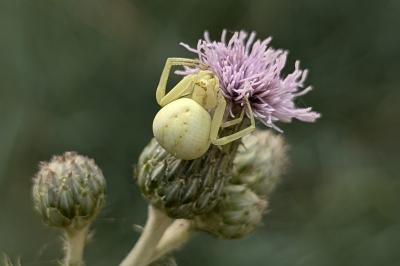 <i>Misumena vatia</i>