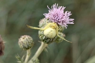 <i>Misumena vatia</i>