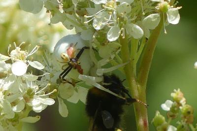 <i>Misumena vatia</i>