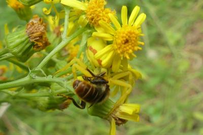 <i>Misumena vatia</i>