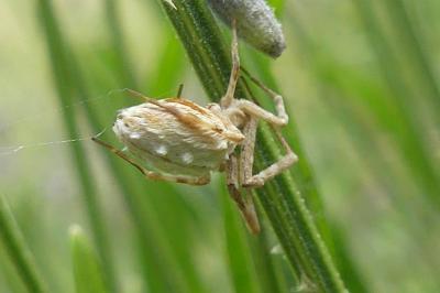 <i>Uloborus walckenaerius</i>