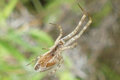 <i>Uloborus walckenaerius</i>
