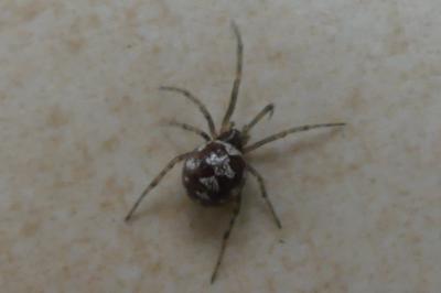 <i>Steatoda triangulosa</i>