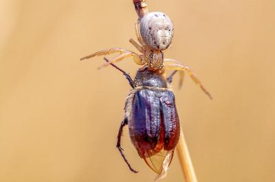 <i>Xysticus</i>