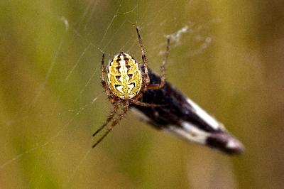 <i>Neoscona adianta</i>