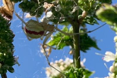 <i>Enoplognatha ovata</i>