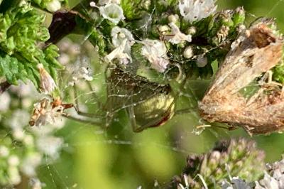 <i>Enoplognatha ovata</i>