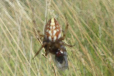 <i>Neoscona adianta</i>