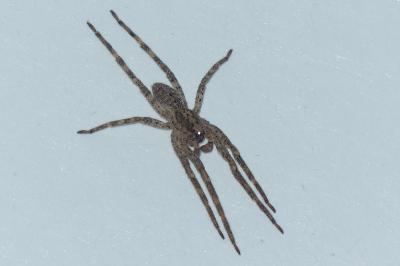 <i>Zoropsis spinimana</i>