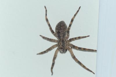 <i>Zoropsis spinimana</i>