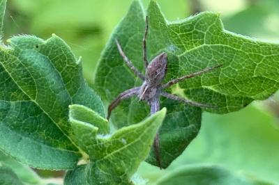 <i>Pisaura mirabilis</i>
