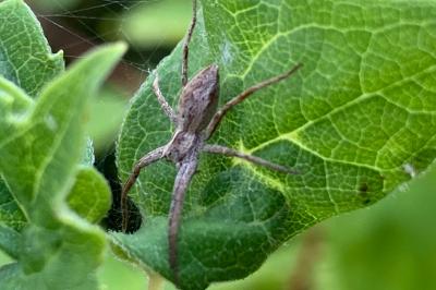 <i>Pisaura mirabilis</i>
