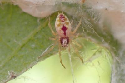 <i>Nigma puella</i>
