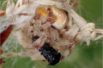 <i>Araneus quadratus</i>