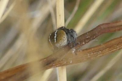 <i>Philaeus chrysops</i>