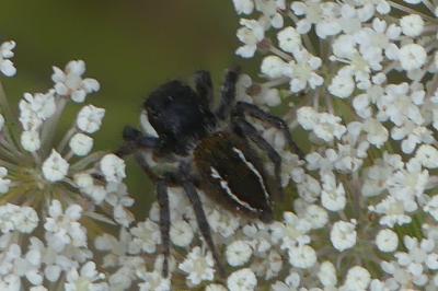 <i>Philaeus chrysops</i>