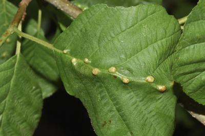 <i>Eriophyes inangulis</i>