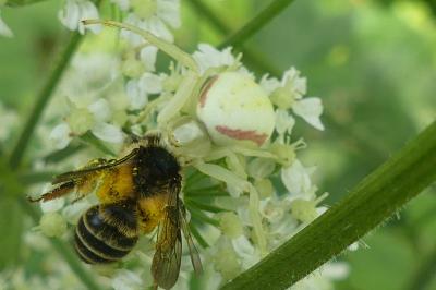 <i>Misumena vatia</i>