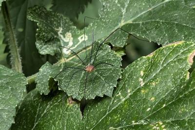 <i>Leiobunum</i>