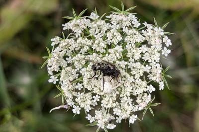 <i>Misumena vatia</i>